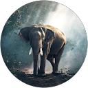 Anja Doncic profile picture